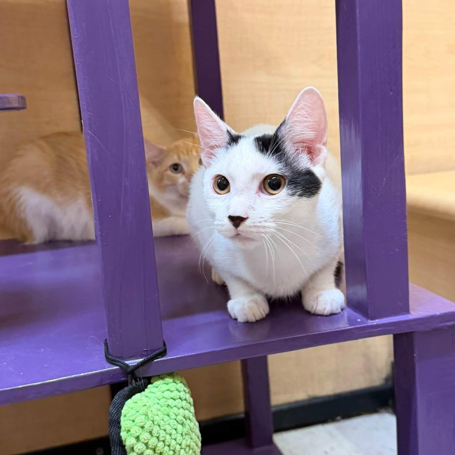 Enlarge Ghost, a Adoptable Domestic Short Hair in Queen Creek, AZ image 4/5