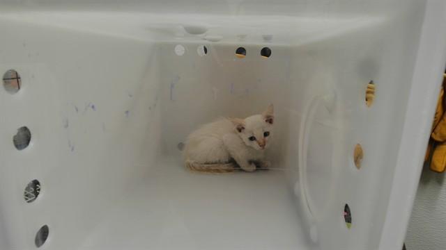 Enlarge LUPIN, a Adoptable Domestic Short Hair in Albuquerque, NM image 1/1
