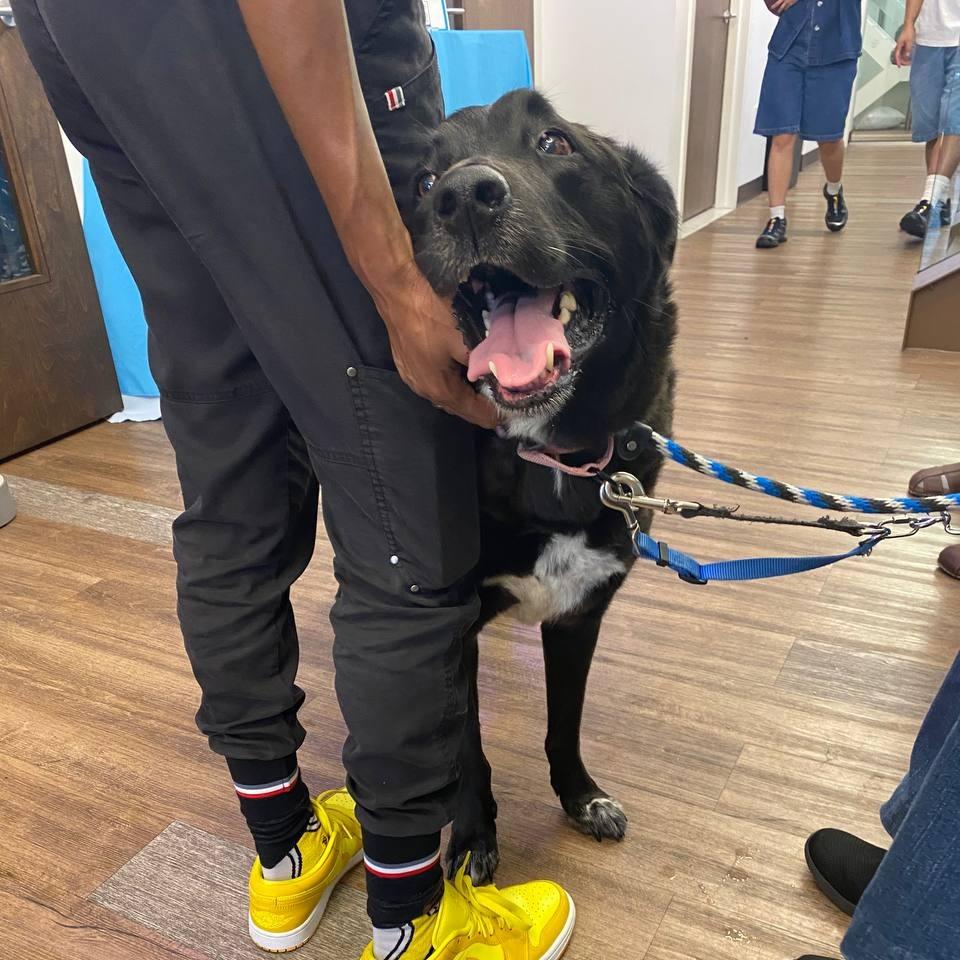 Enlarge Obi, a Adoptable mixed breed in New York, NY image 1/6