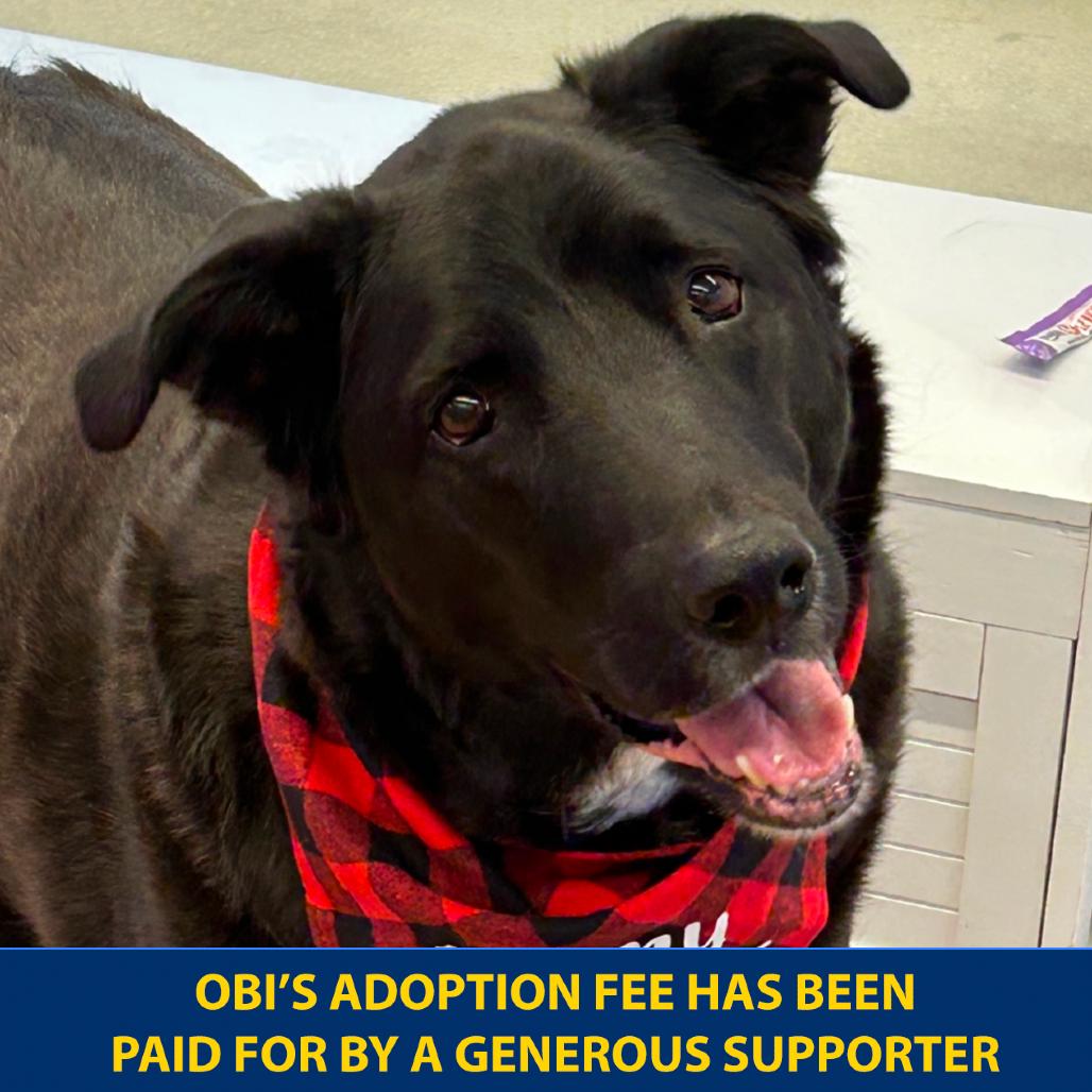 Enlarge Obi, a Adoptable mixed breed in New York, NY image 2/6