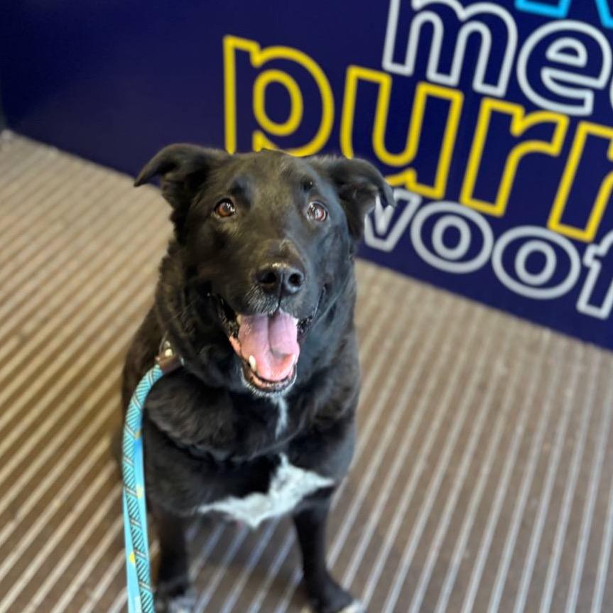 Enlarge Obi, a Adoptable mixed breed in New York, NY image 3/6