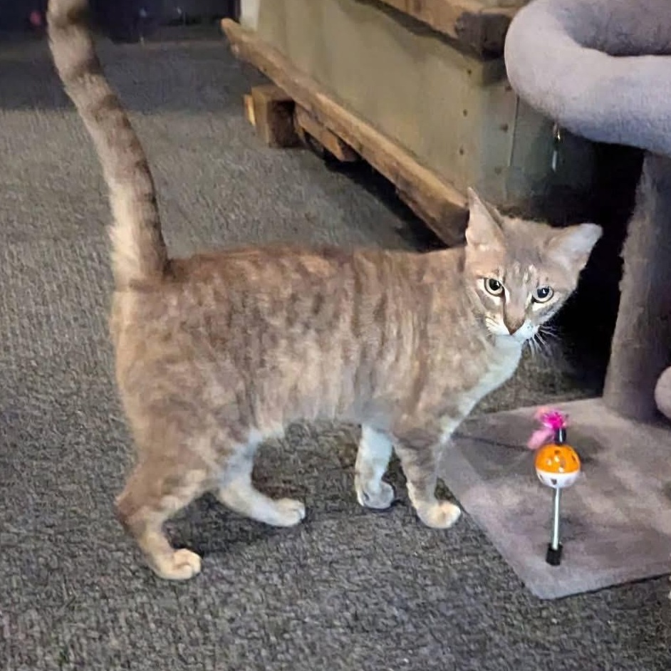 ALEXIS ROSE, a ADOPTABLE Domestic Short Hair in Schnecksville, PA image 3/3