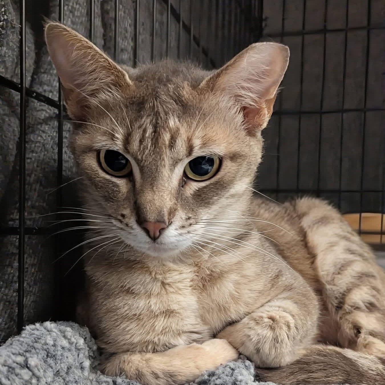 ALEXIS ROSE, a ADOPTABLE Domestic Short Hair in Schnecksville, PA image 2/3