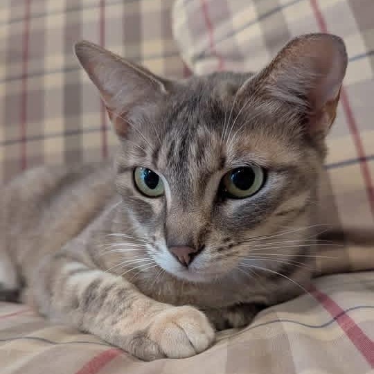 ALEXIS ROSE, a ADOPTABLE Domestic Short Hair in Schnecksville, PA image 1/3