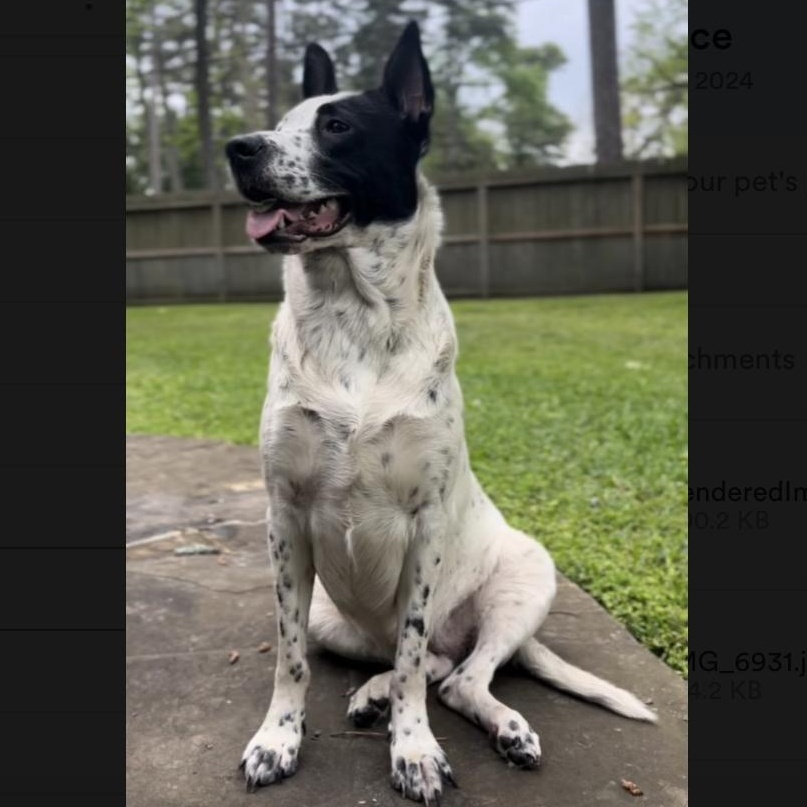 Birdie — thumbnail 3