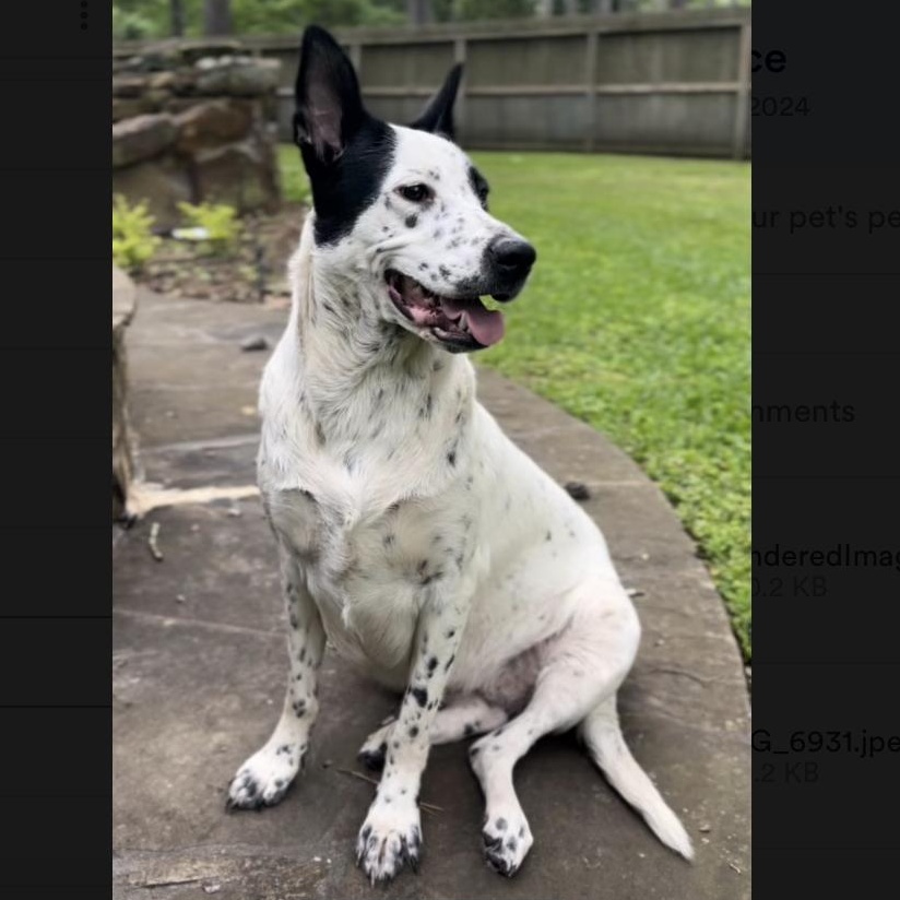 Birdie — thumbnail 4