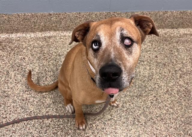 TAHITI, Adoptable, Senior Female Pit Bull Terrier & Mixed Breed.