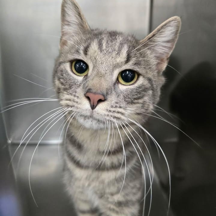 Scanlan, ADOPTABLE, Adult Male Domestic Short Hair.