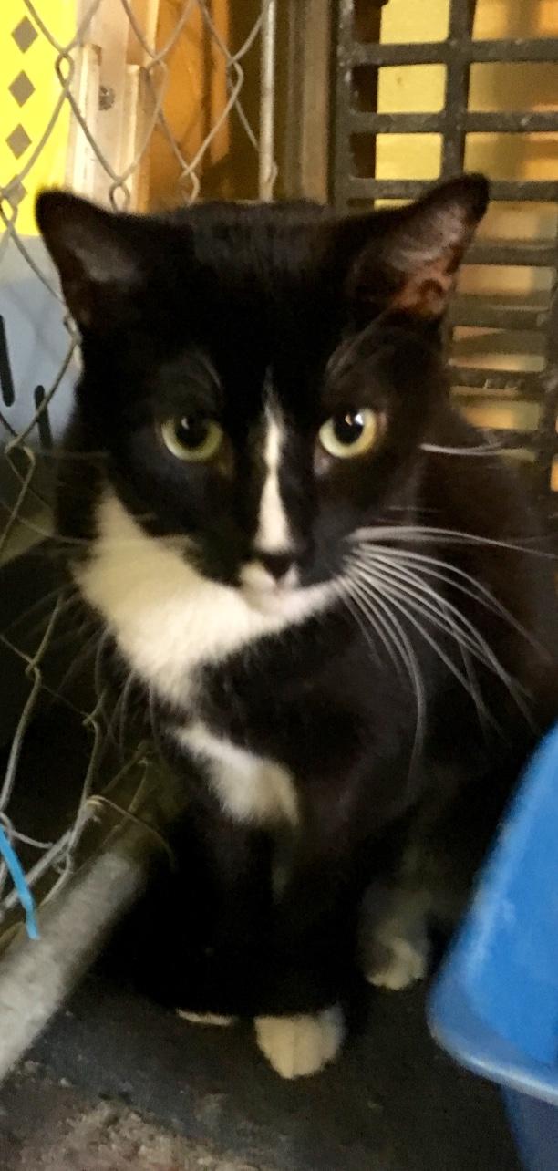 Enlarge Skippy, a Adoptable Tuxedo in Kansas City, MO image 1/1