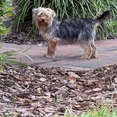 Enlarge Miso, a Adoptable mixed breed in Orlando, FL image 2/3