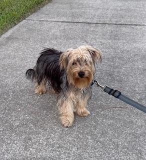 Enlarge Miso, a Adoptable mixed breed in Orlando, FL image 1/3