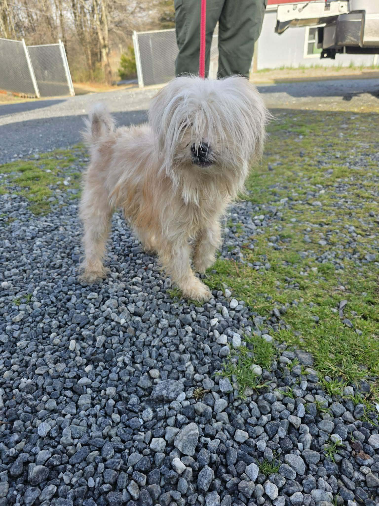 Enlarge Quiche, an adopted mixed breed in Chesnee, SC image 4/4