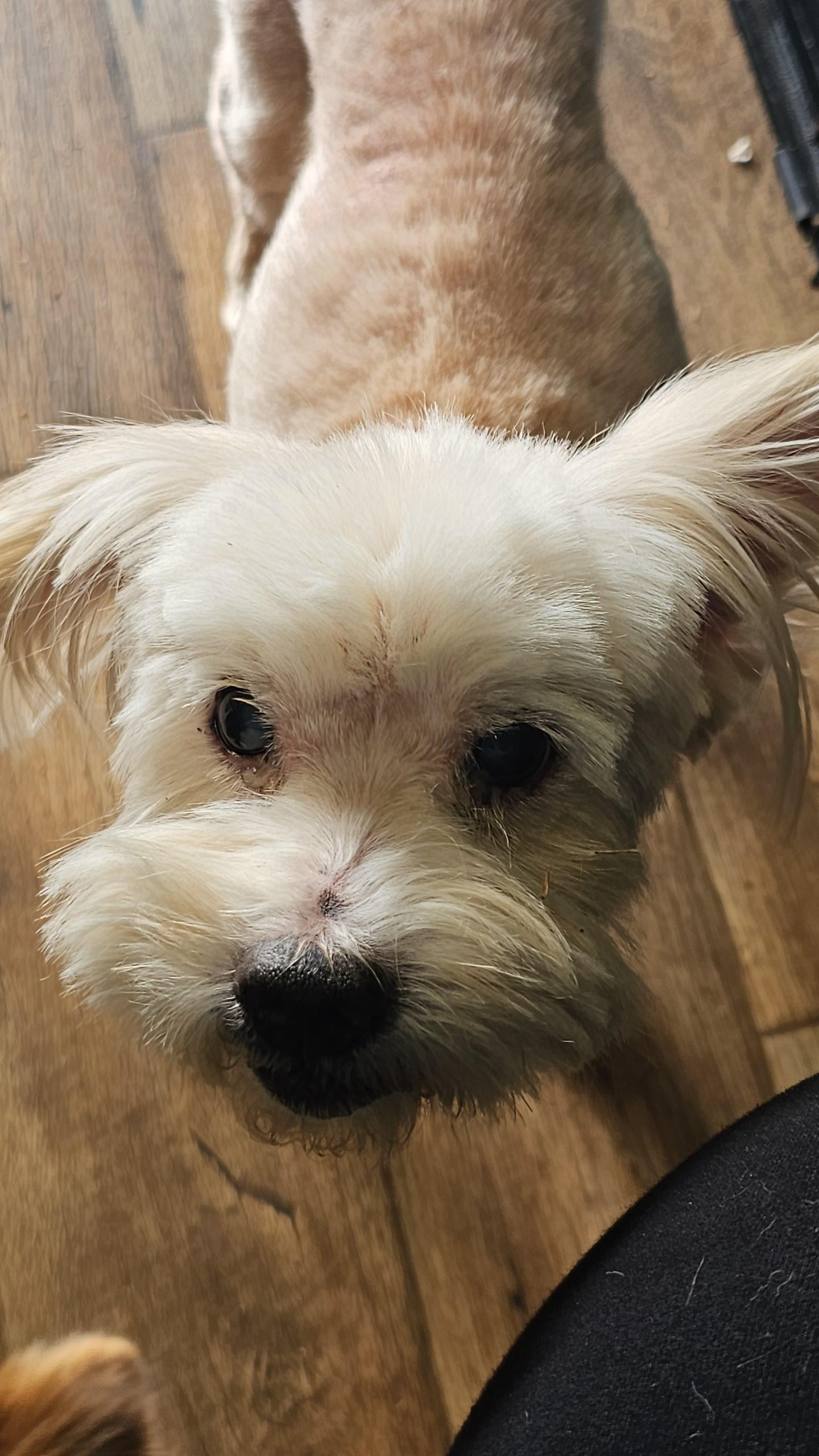 Enlarge Quiche, an adopted mixed breed in Chesnee, SC image 3/4