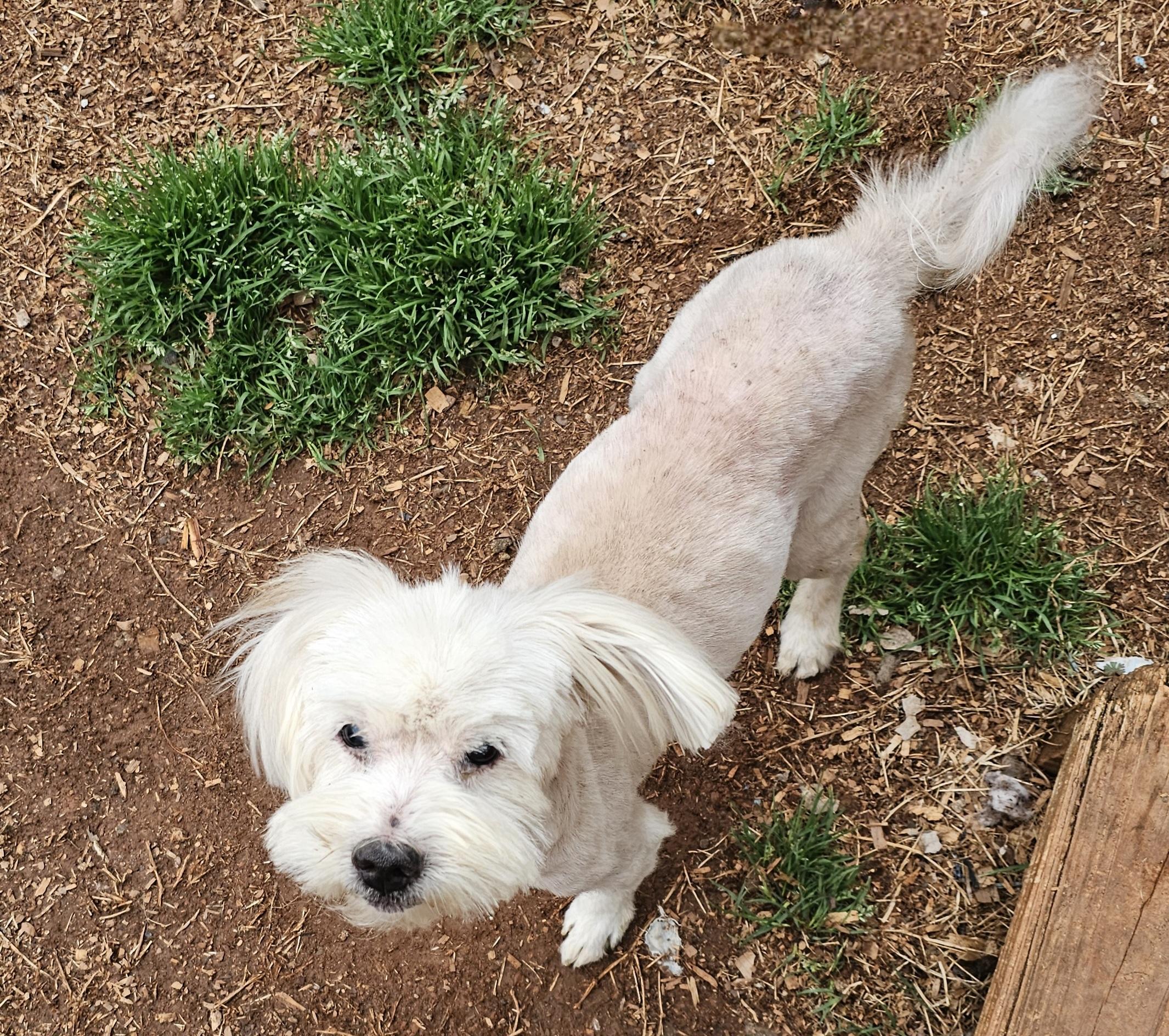 Enlarge Quiche, an adopted mixed breed in Chesnee, SC image 2/4