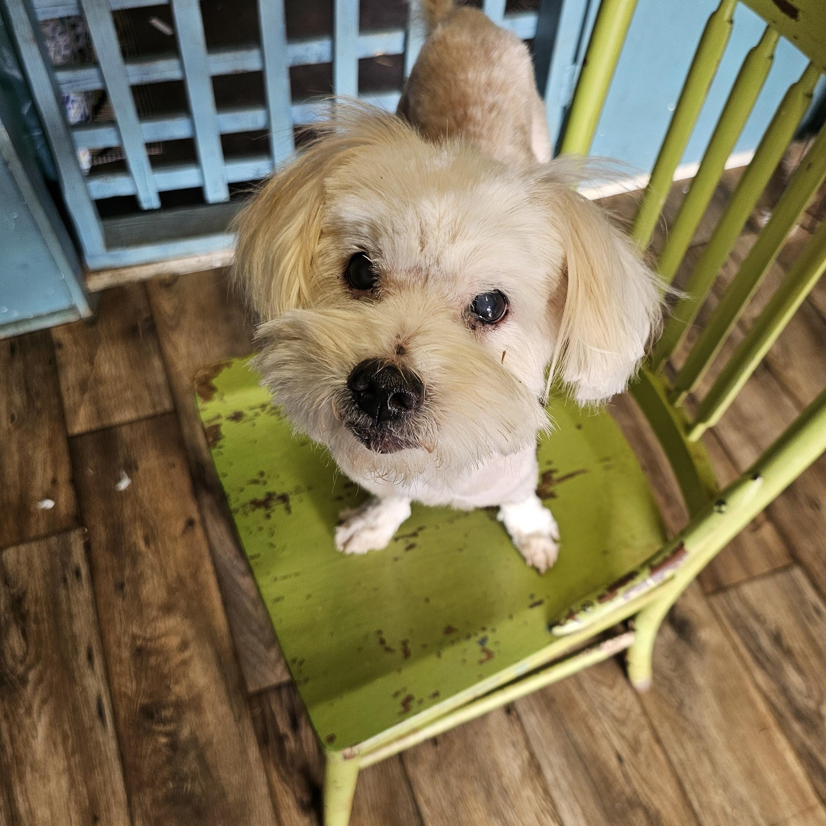 Quiche, adopted, Adult Male Shih Tzu.