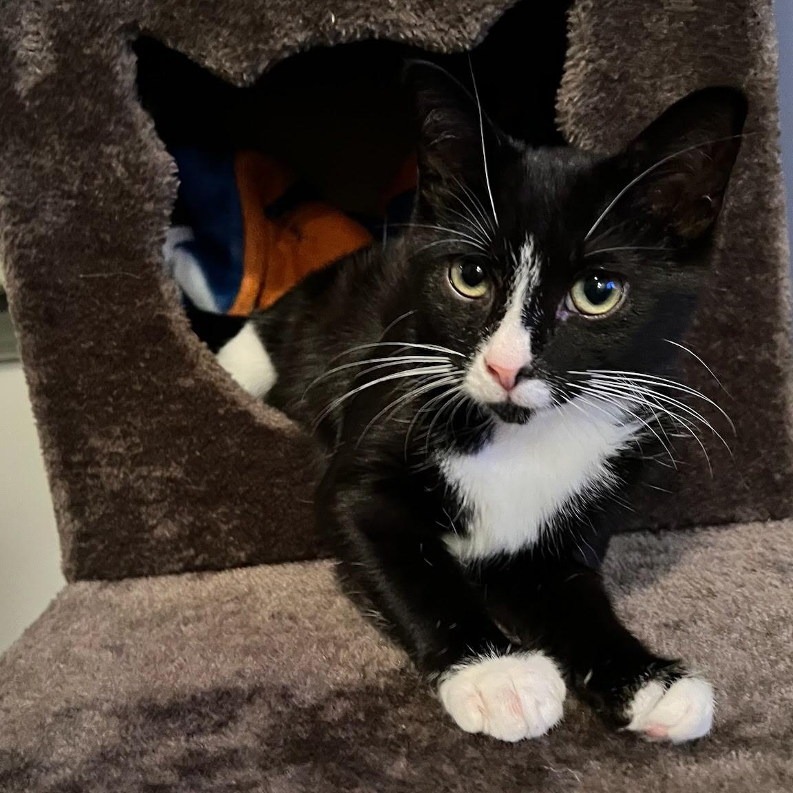 Dottie, a Adoptable Domestic Short Hair in Easley, SC image 1/4