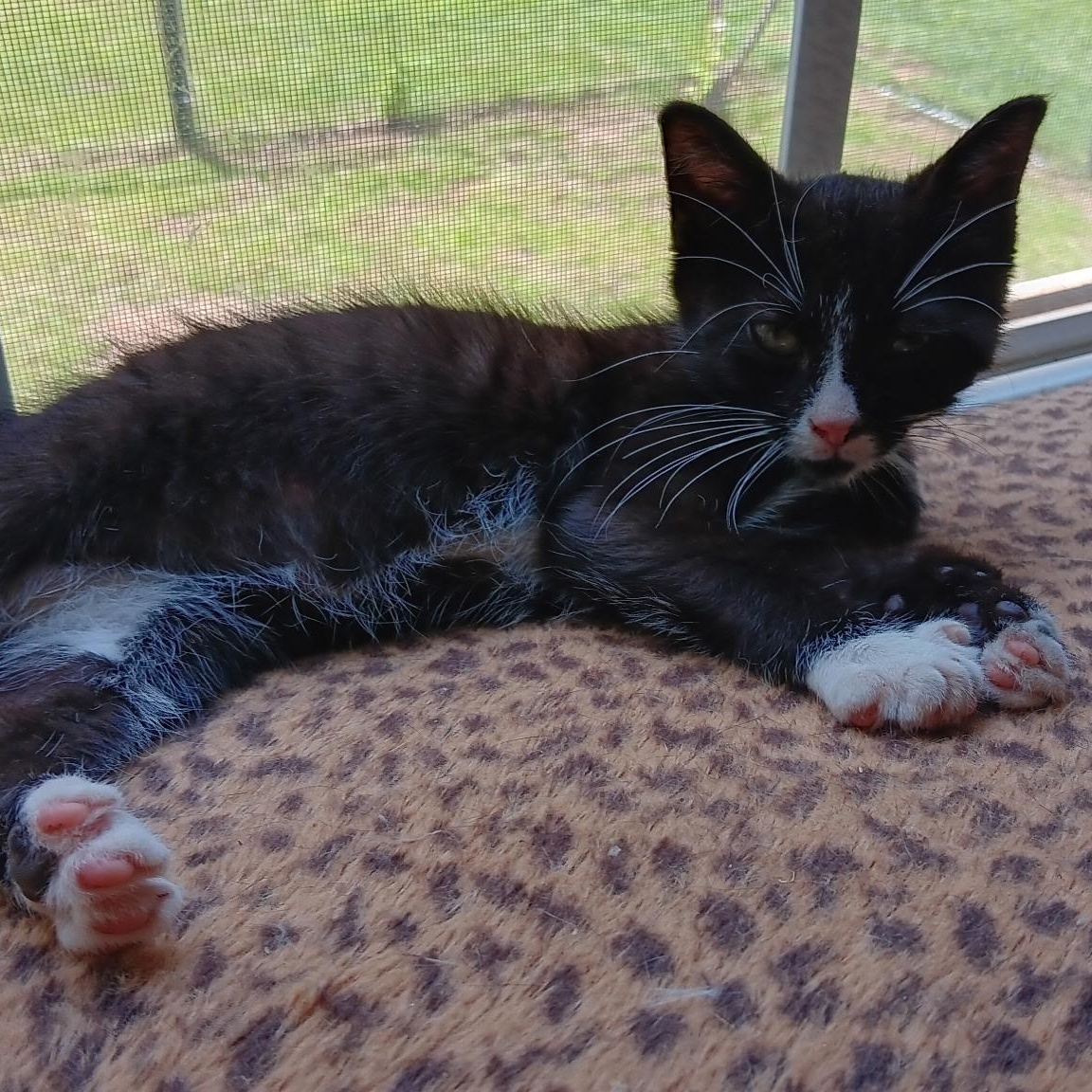 Dottie, a Adoptable Domestic Short Hair in Easley, SC image 2/4
