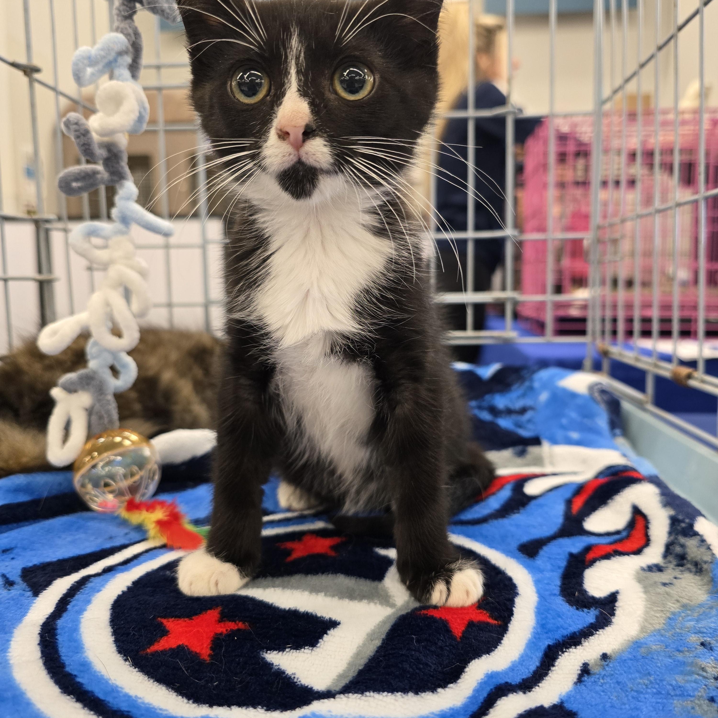 Dottie, a Adoptable Domestic Short Hair in Easley, SC image 3/4