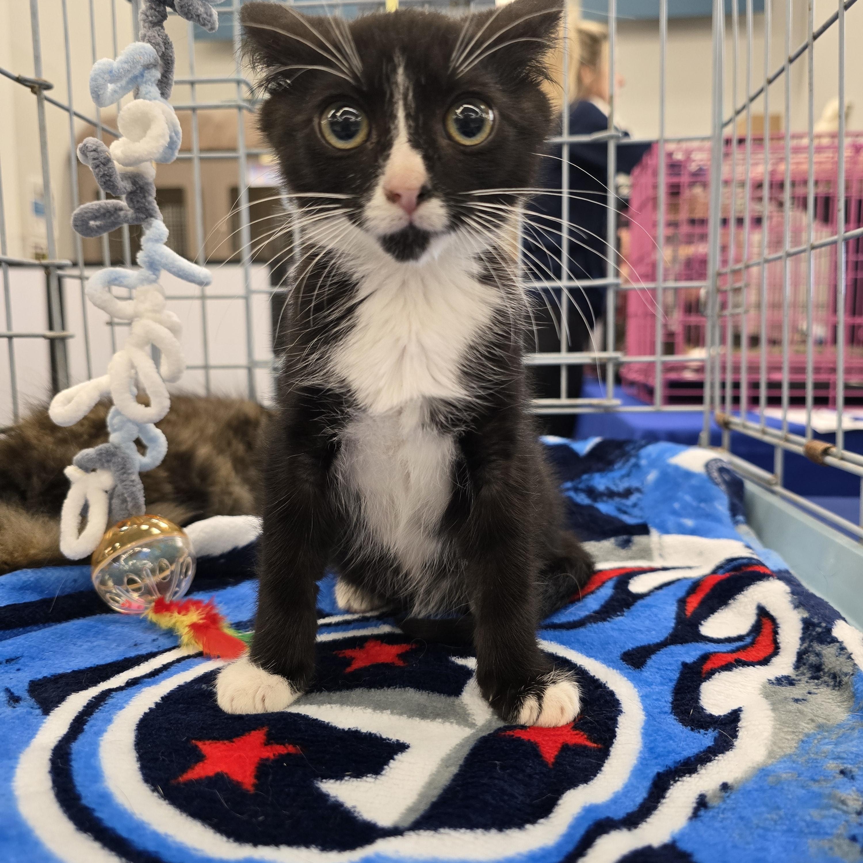 Dottie, a Adoptable Domestic Short Hair in Easley, SC image 4/4