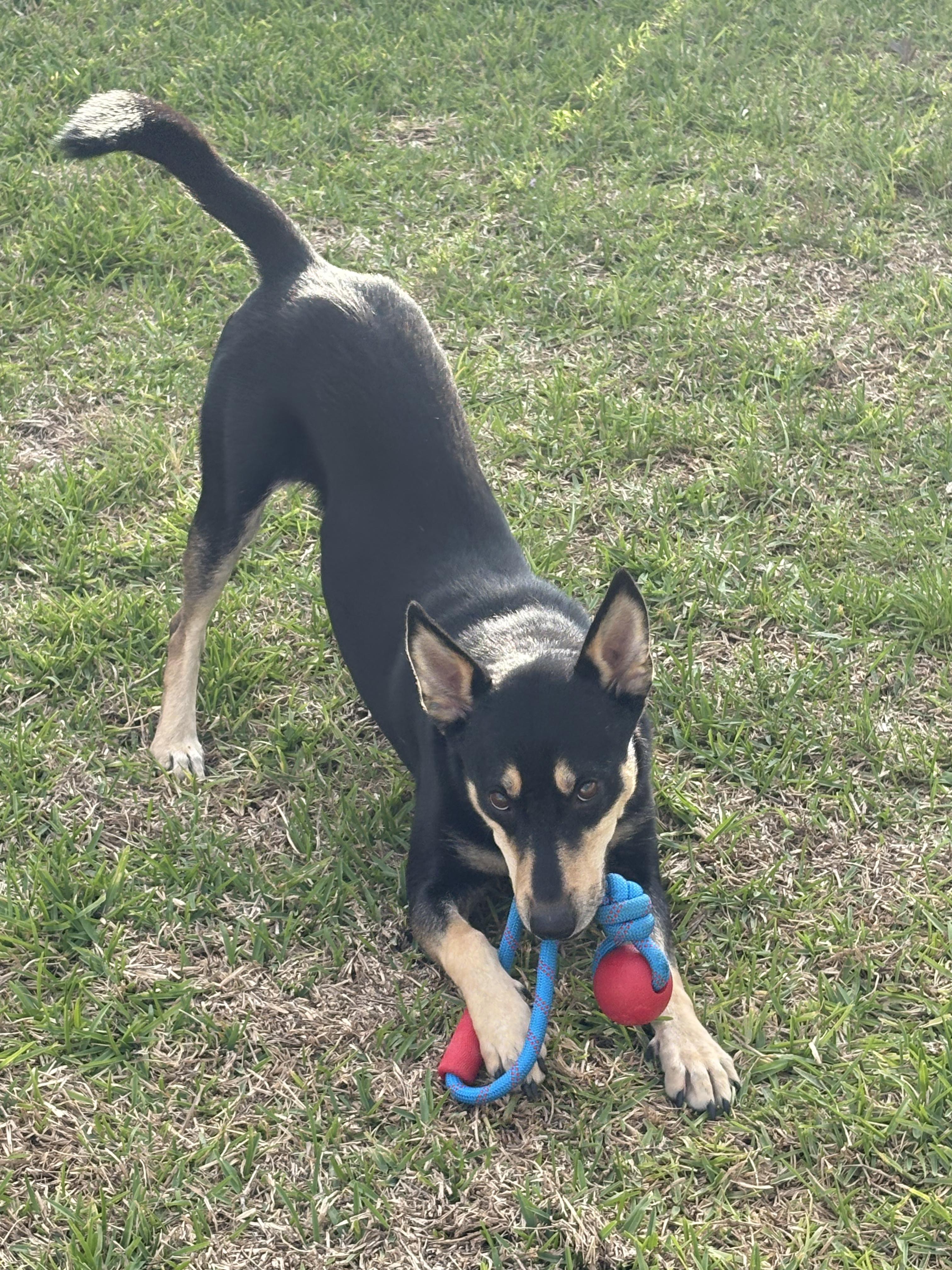 Enlarge Amani-Austin, a Adoptable mixed breed in Austin, TX image 4/6