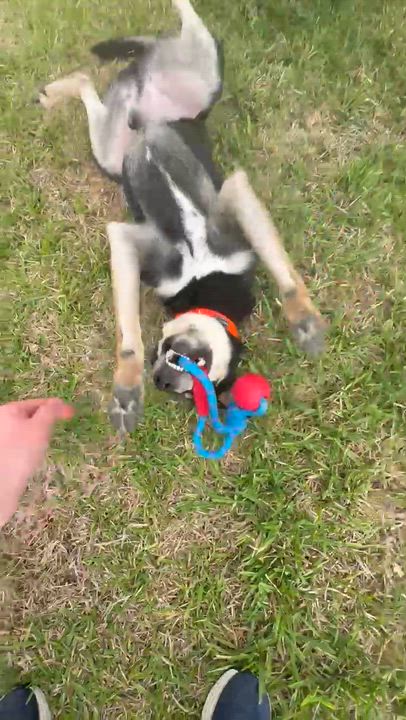 Enlarge Amani-Austin, a Adoptable mixed breed in Austin, TX video 2/6