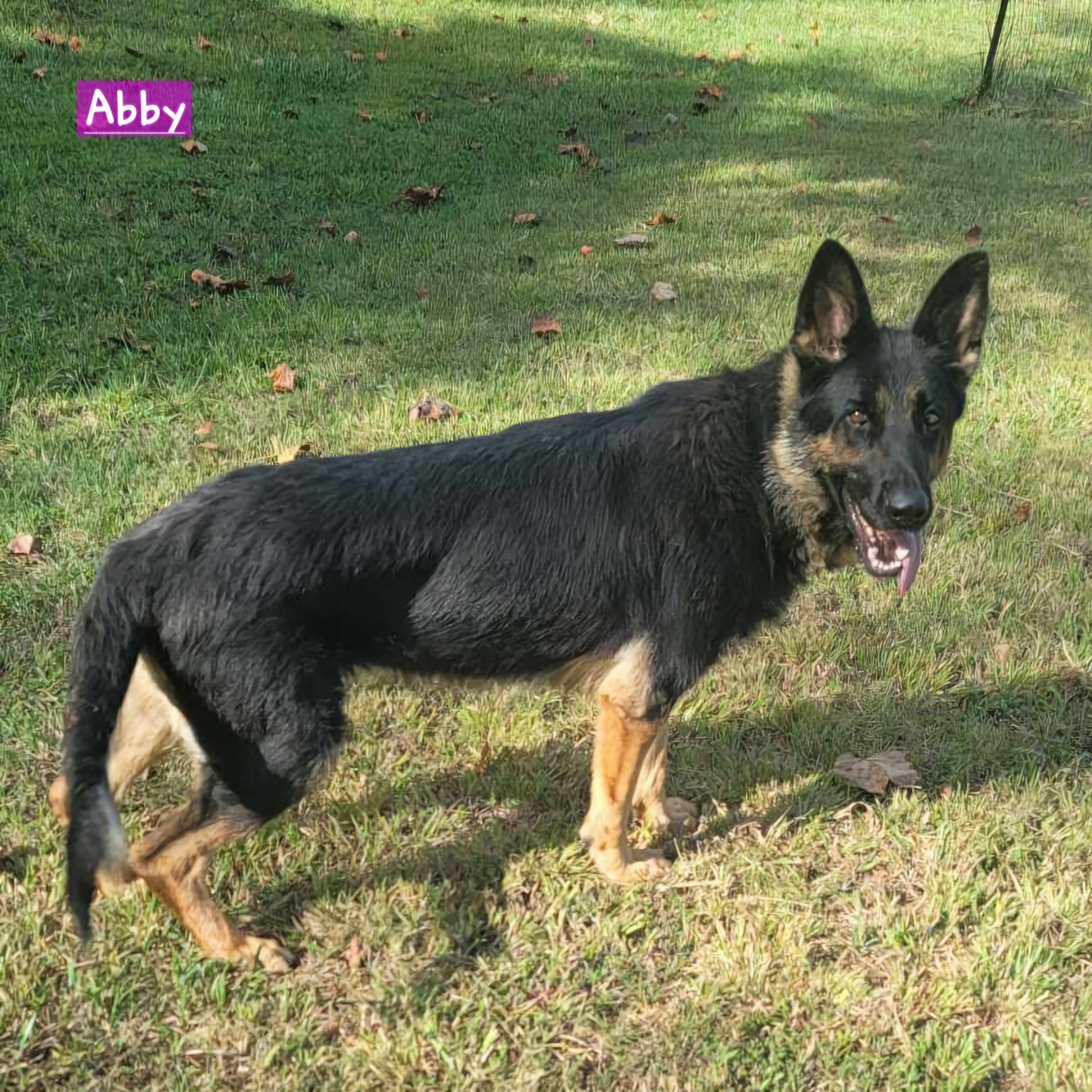 Dog for adoption Abby, a German Shepherd Dog in Wheelersburg, OH