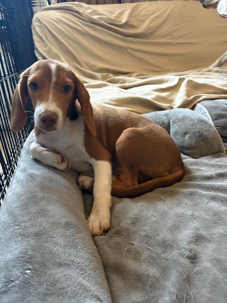 Enlarge Fozzie, a Adoptable Beagle in Shawnee, OK image 1/3