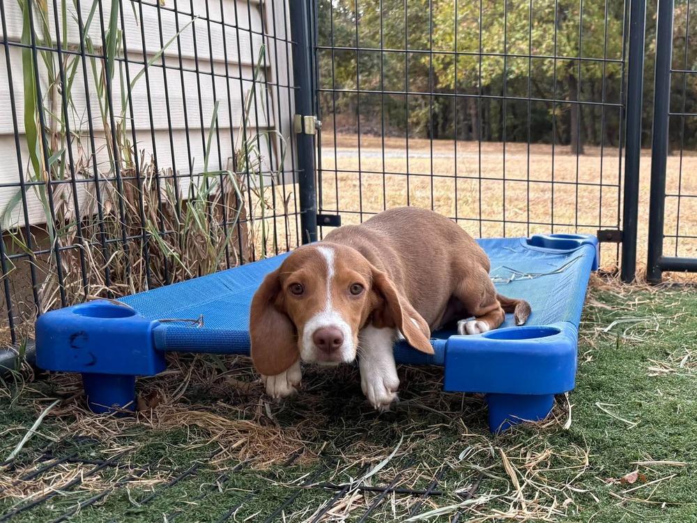 Enlarge Fozzie, a Adoptable Beagle in Shawnee, OK image 2/3