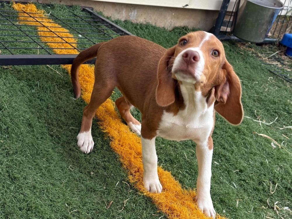 Enlarge Fozzie, a Adoptable Beagle in Shawnee, OK image 3/3