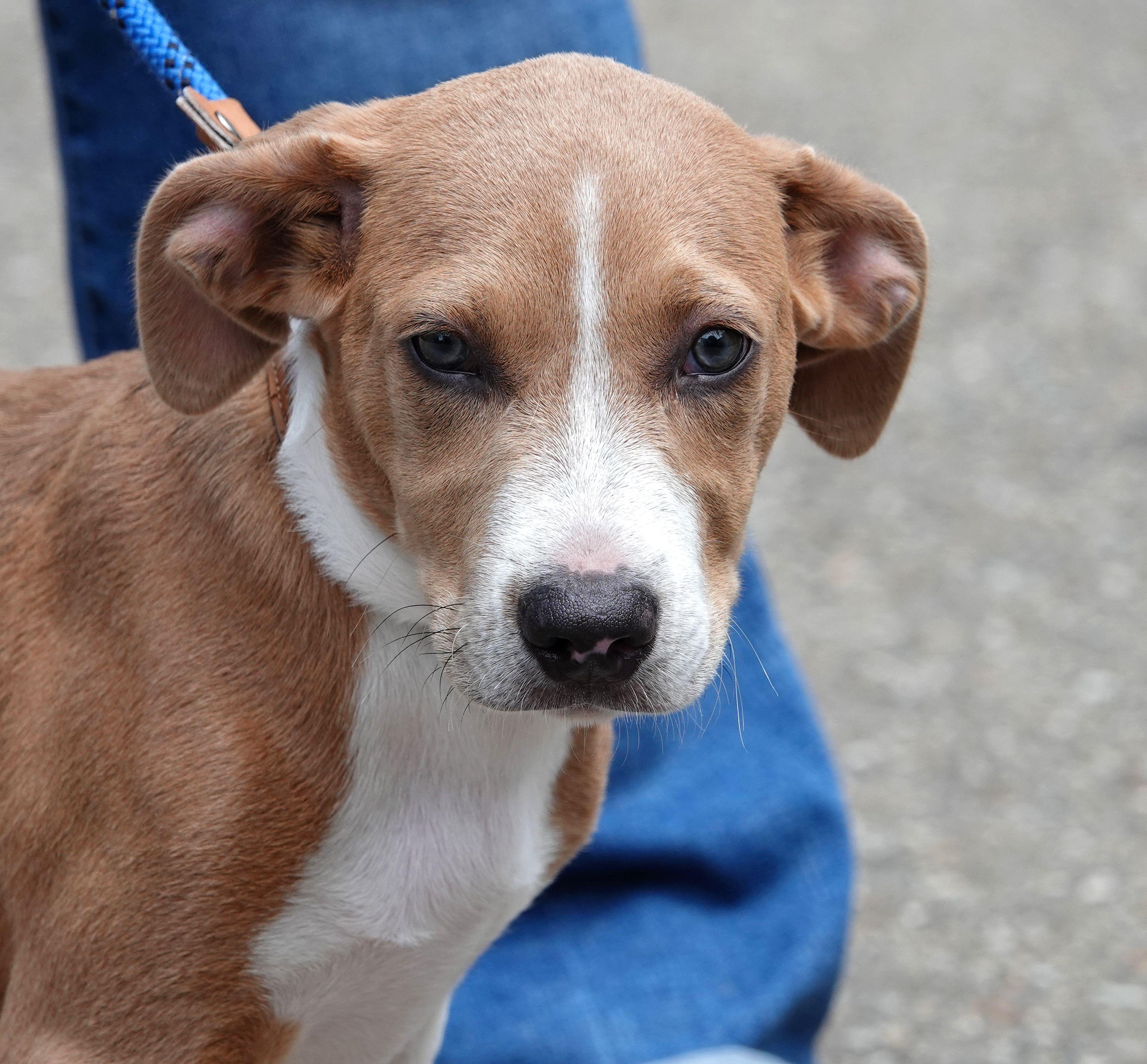 Buzz, a ADOPTABLE mixed breed in Millfield, OH image 1/3
