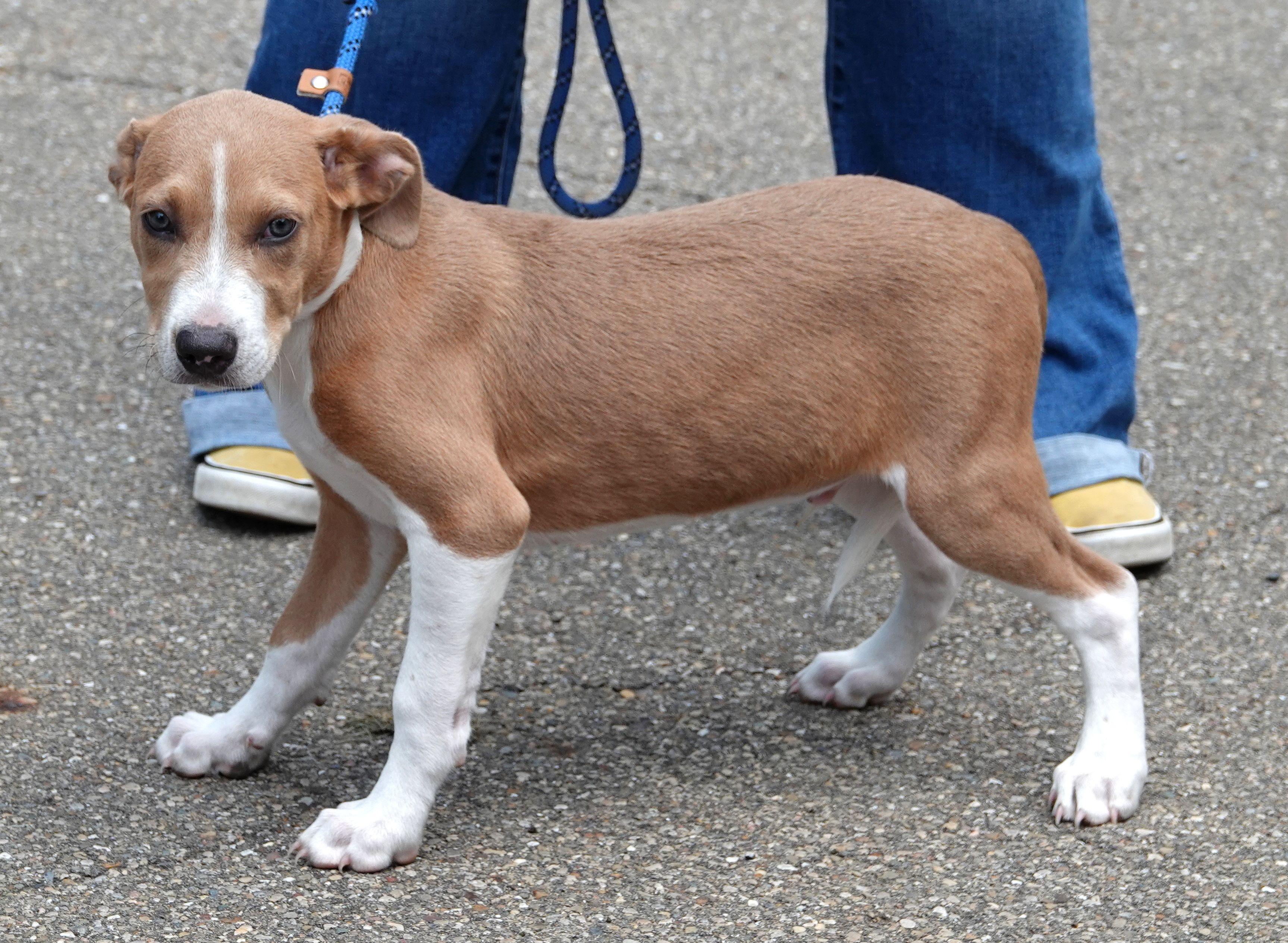 Buzz, a ADOPTABLE mixed breed in Millfield, OH image 3/3