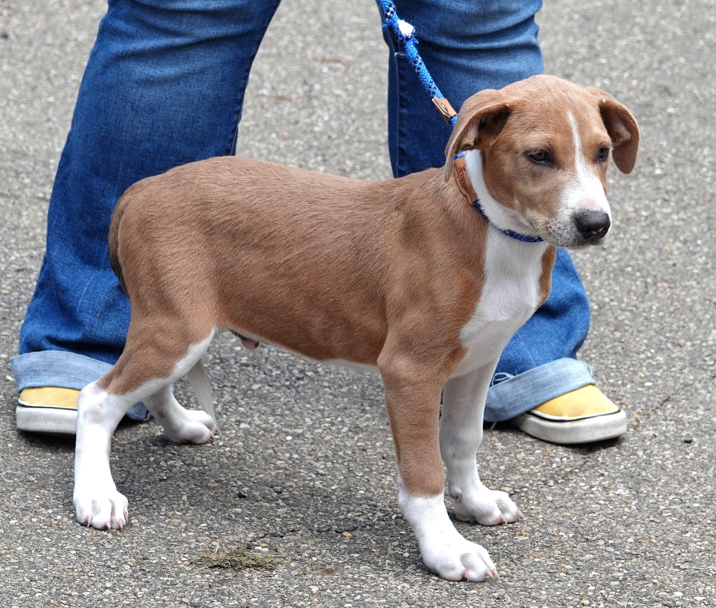 Buzz, a ADOPTABLE mixed breed in Millfield, OH image 2/3