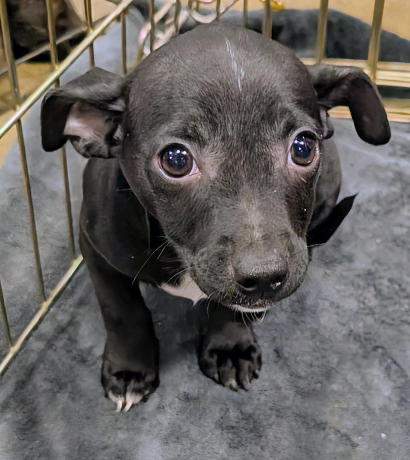 Nutella, Adoptable, Puppy Female Chihuahua.