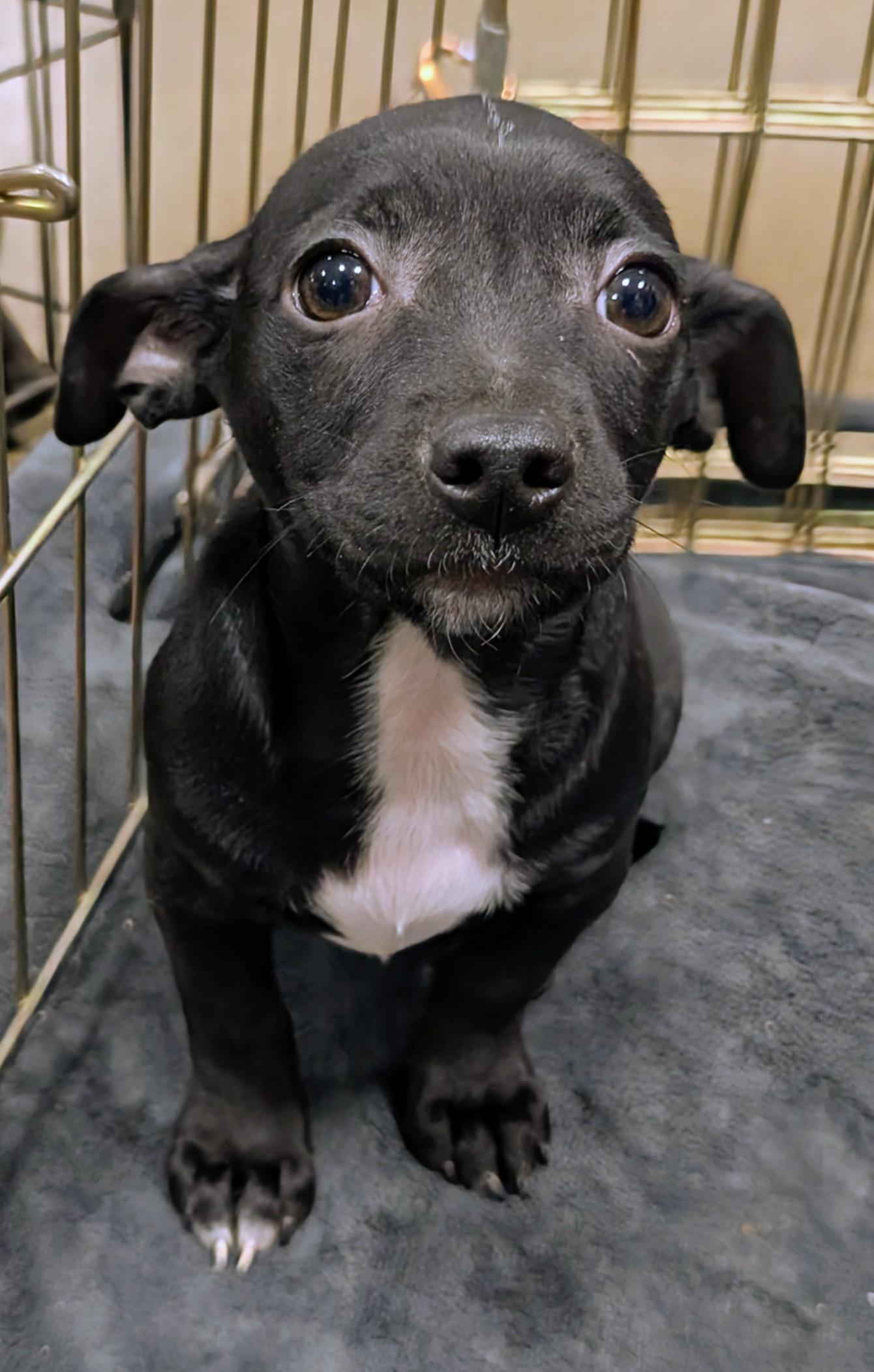 Enlarge Nutella, a Adoptable Chihuahua in Saint David, AZ image 2/4