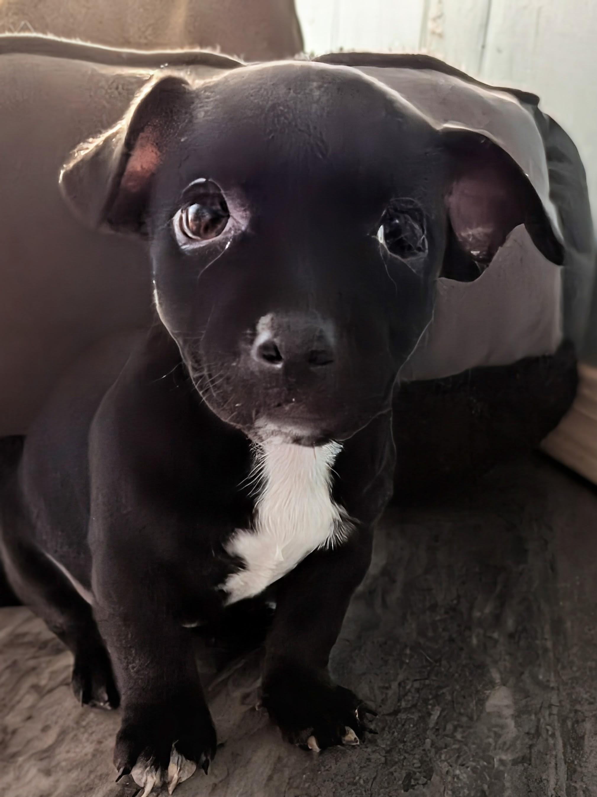 Nutella, an adoptable Chihuahua in Saint David, AZ, 85630 | Photo Image 1