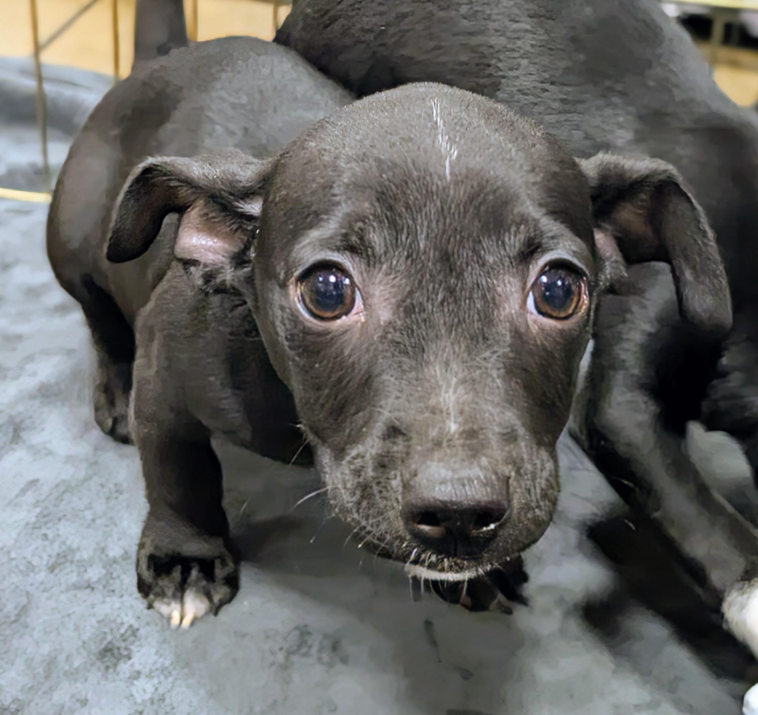 Enlarge Nutella, a Adoptable Chihuahua in Saint David, AZ image 4/4
