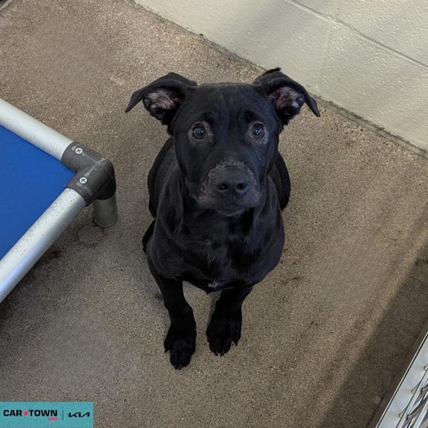 Enlarge Cash Dollar, a Adoptable mixed breed in Lexington, KY image 1/1