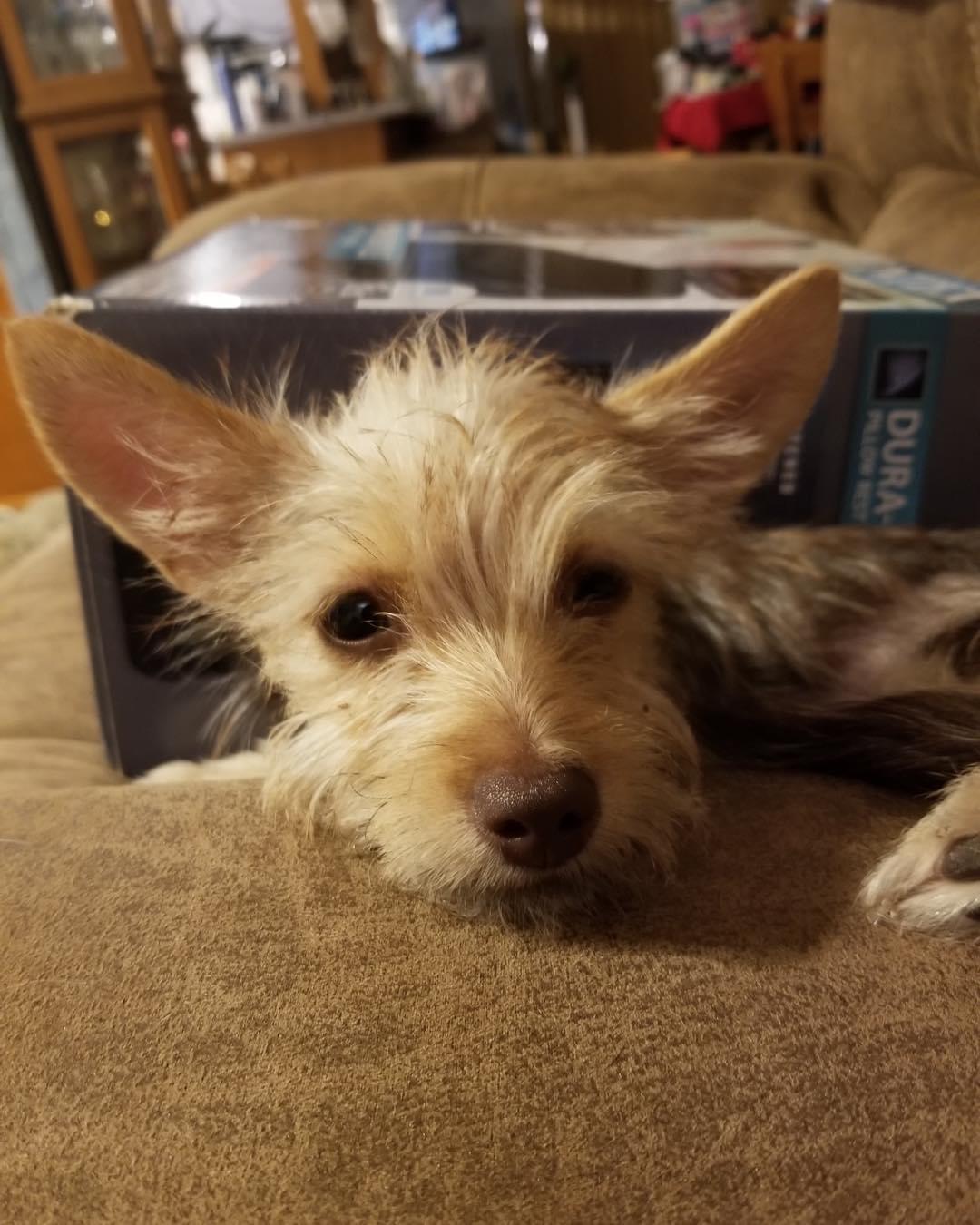 Charlotte, Adopted, Adult Female Maltese & Yorkshire Terrier.