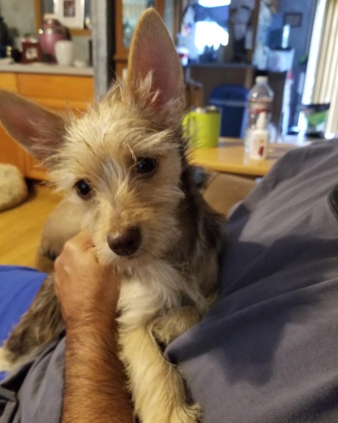 Charlotte, a Adopted mixed breed in Houston, TX image 2/3