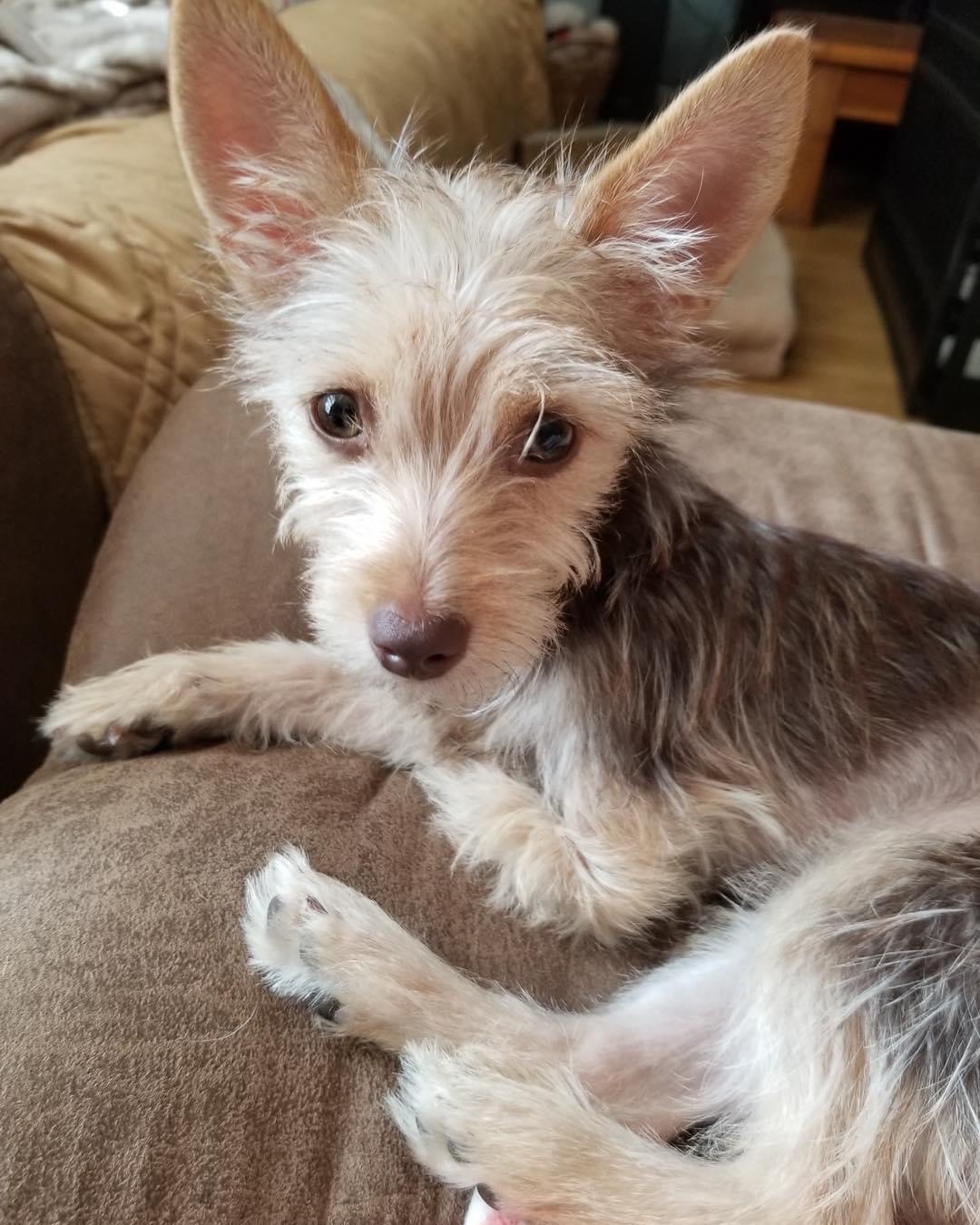 Charlotte, a Adopted mixed breed in Houston, TX image 3/3