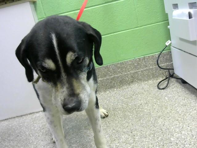 RANGER, Adoptable, Adult Male Foxhound & Mixed Breed.