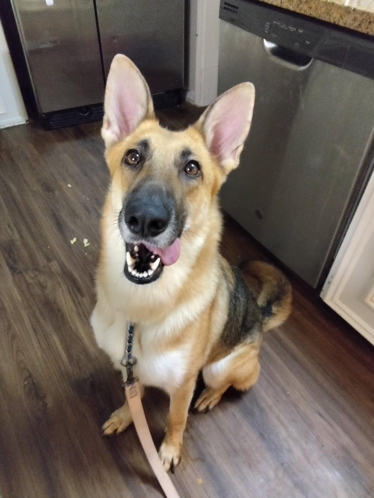 Enlarge Brooklyn, an adoptable German Shepherd Dog in New Caney, TX image 1/4