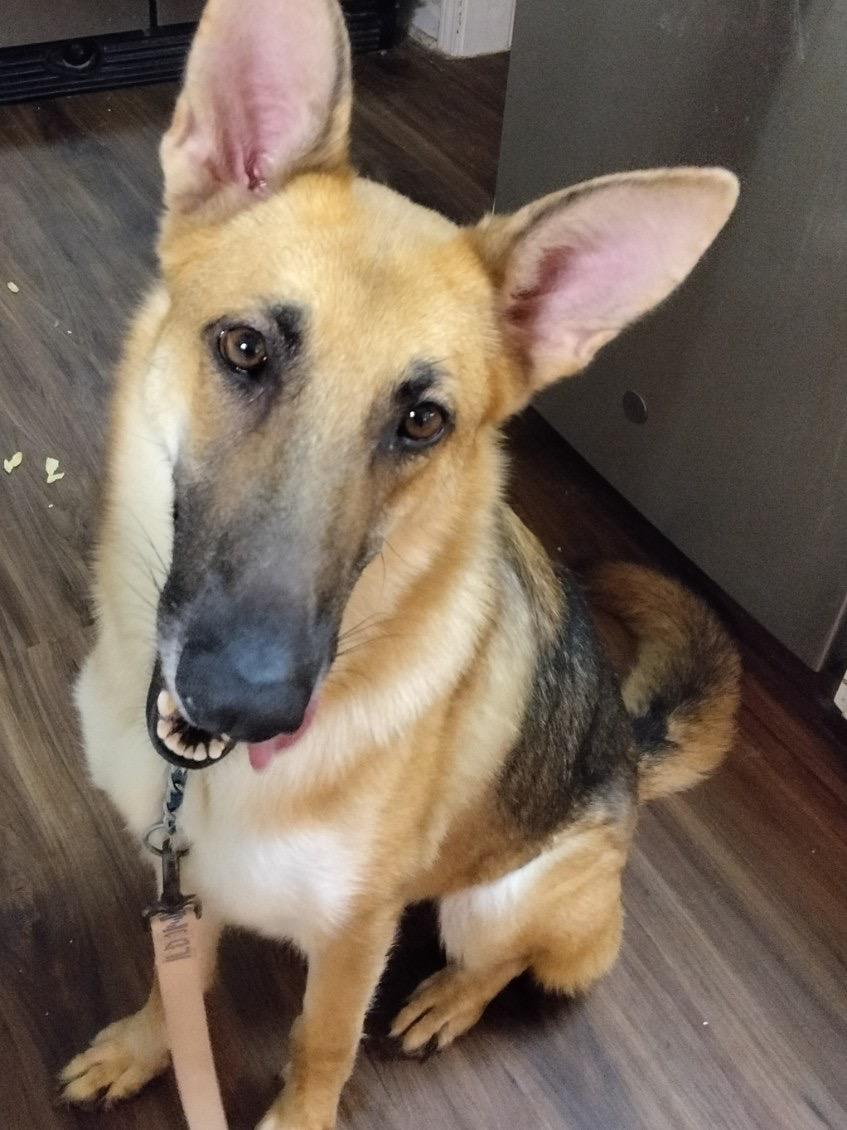 Enlarge Brooklyn, an adoptable German Shepherd Dog in New Caney, TX image 2/4