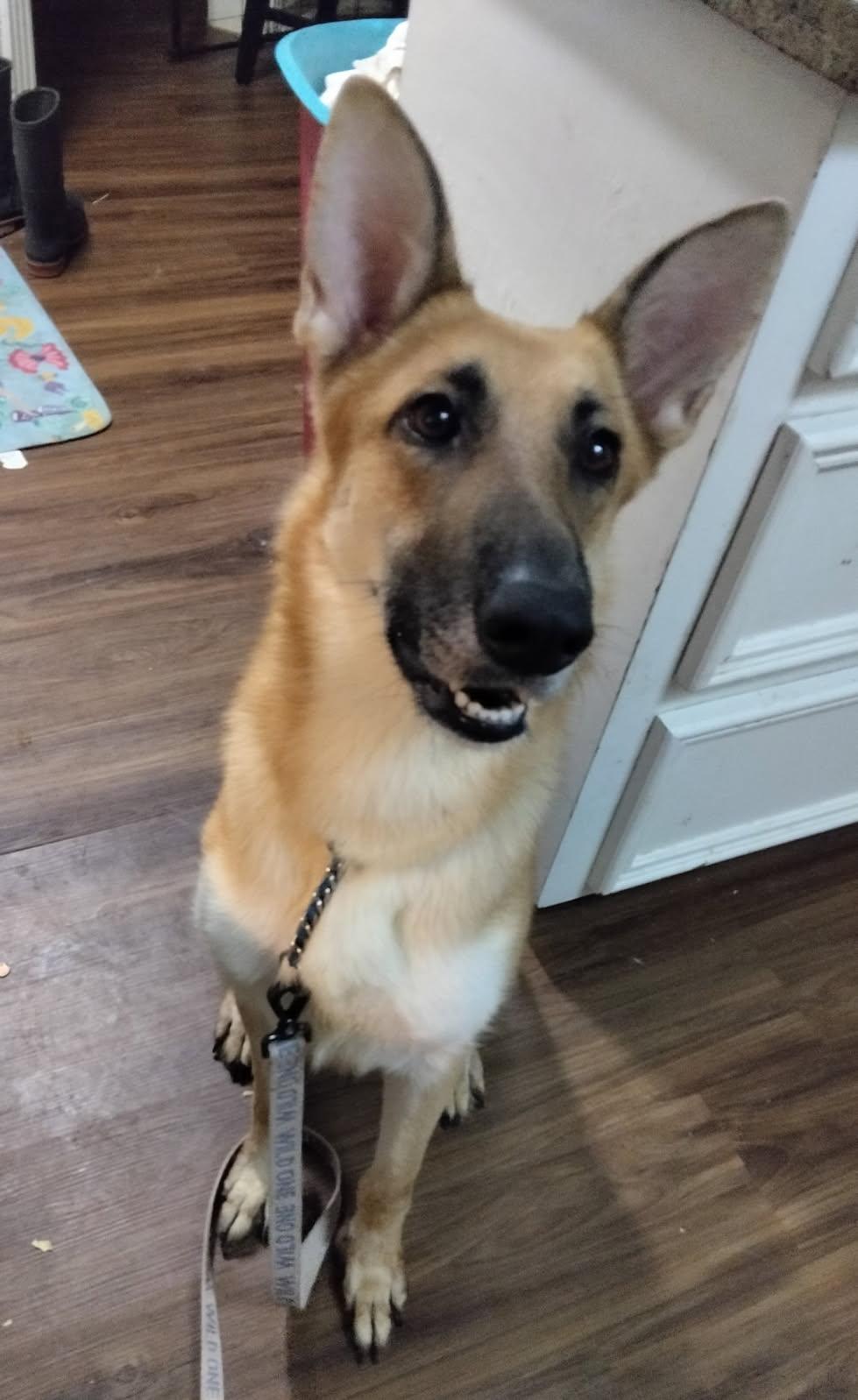 Enlarge Brooklyn, an adoptable German Shepherd Dog in New Caney, TX image 4/4