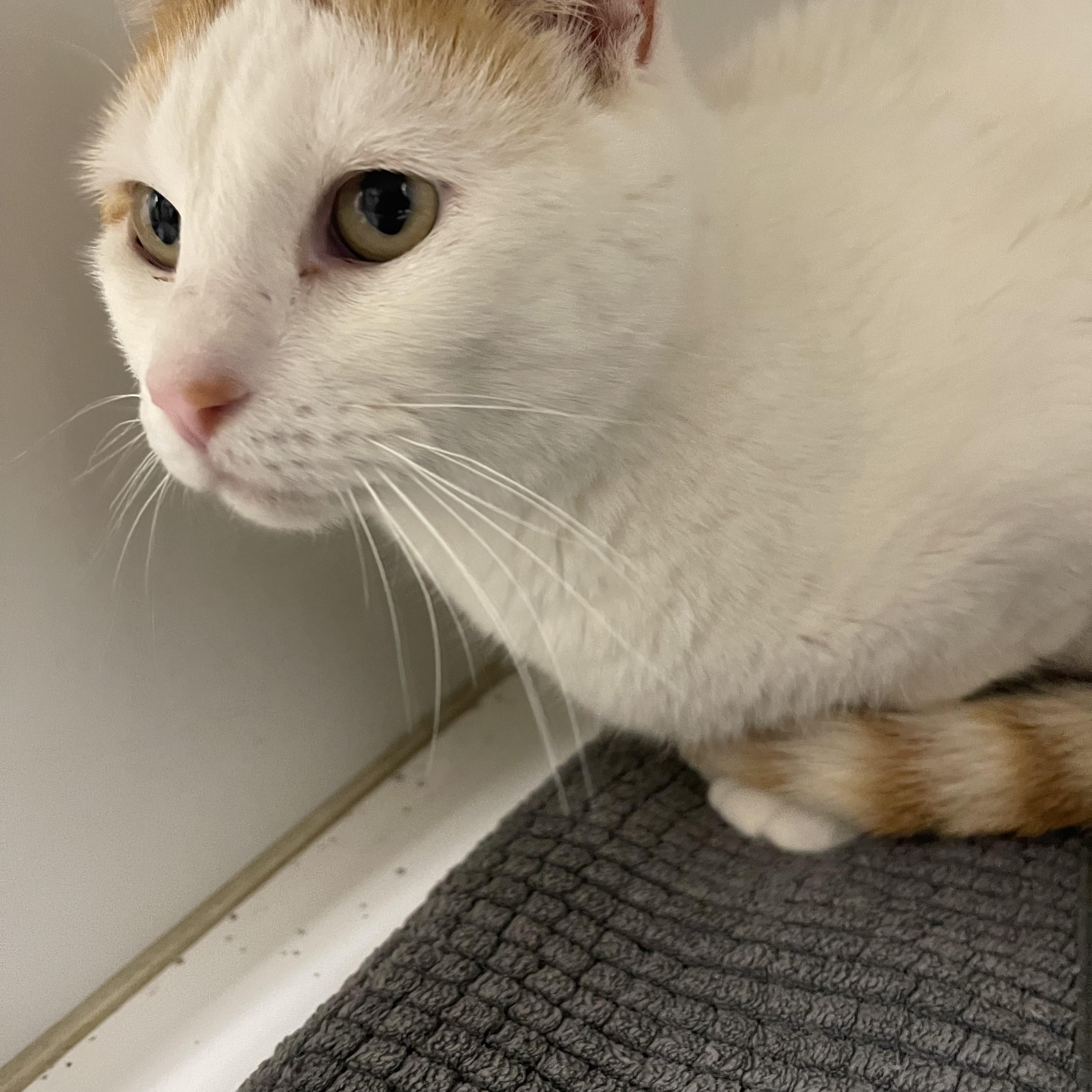 Enlarge Sherbet, an adopted Domestic Short Hair in North Kansas City, MO image 1/3