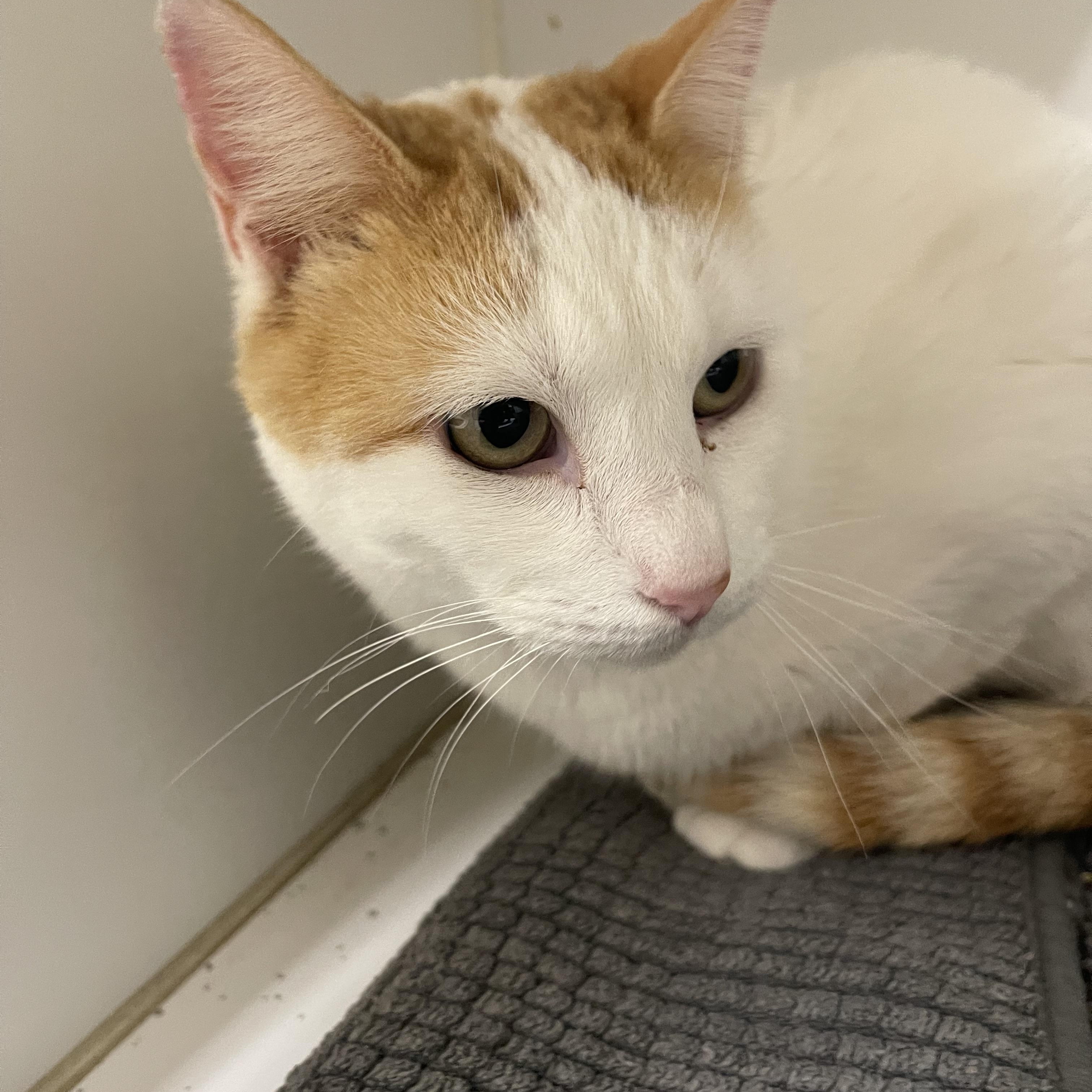 Enlarge Sherbet, an adopted Domestic Short Hair in North Kansas City, MO image 3/3