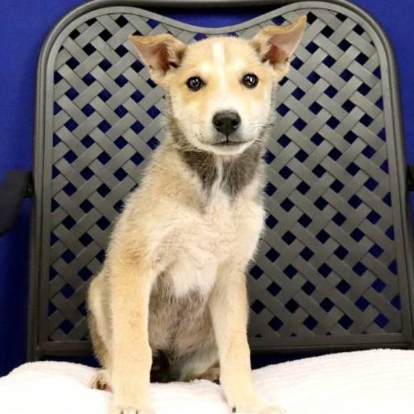 Midland, Adoptable, Puppy Male German Shepherd Dog.