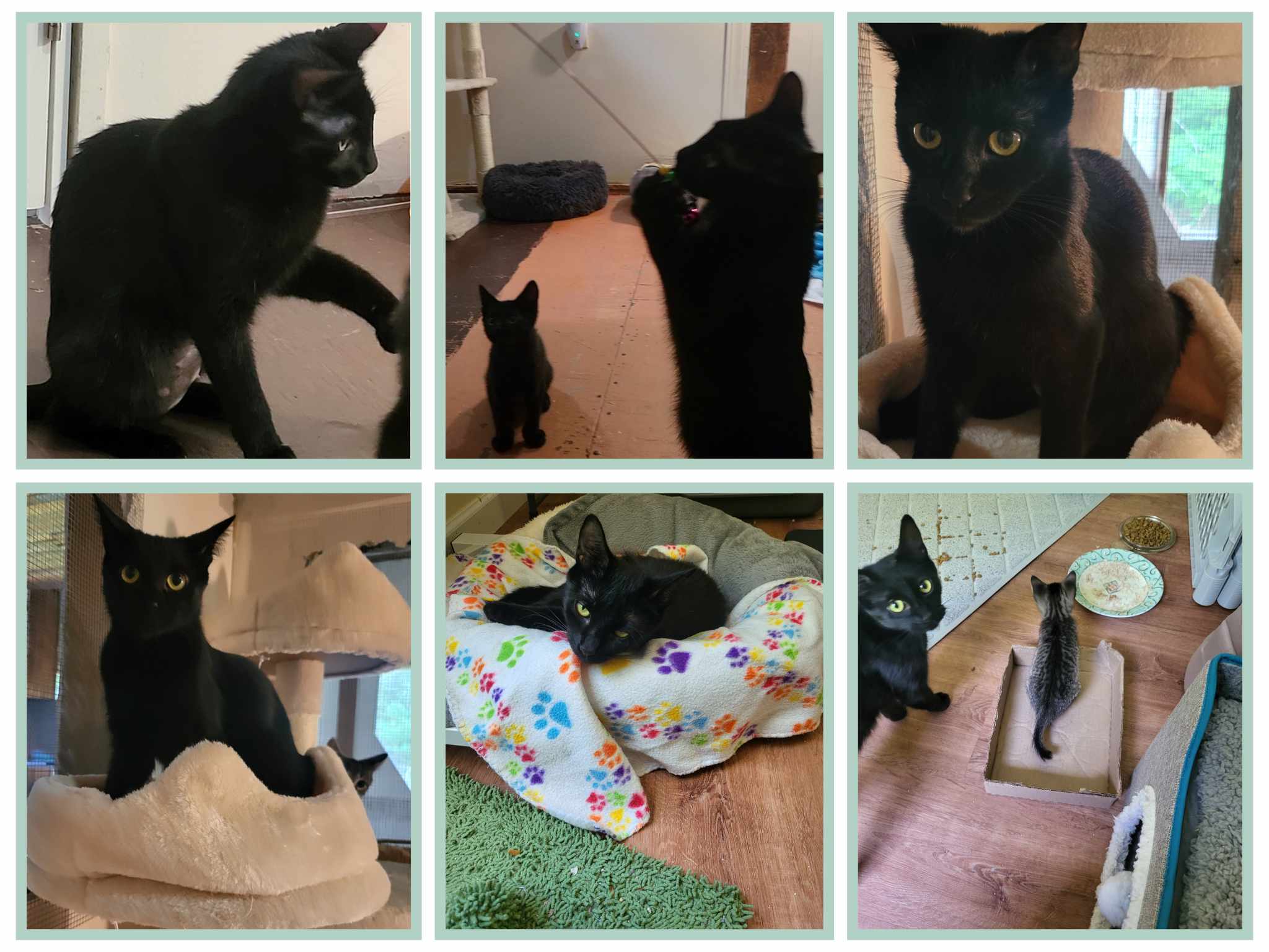 Addy, Adoptable, Young Female Domestic Short Hair.