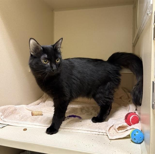 NINA DOS, Adoptable, Young Female Domestic Short Hair.