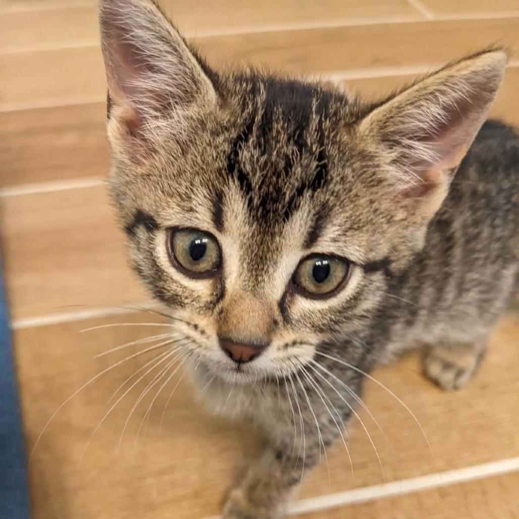 Earbud, Adoptable, Kitten Male Domestic Short Hair.